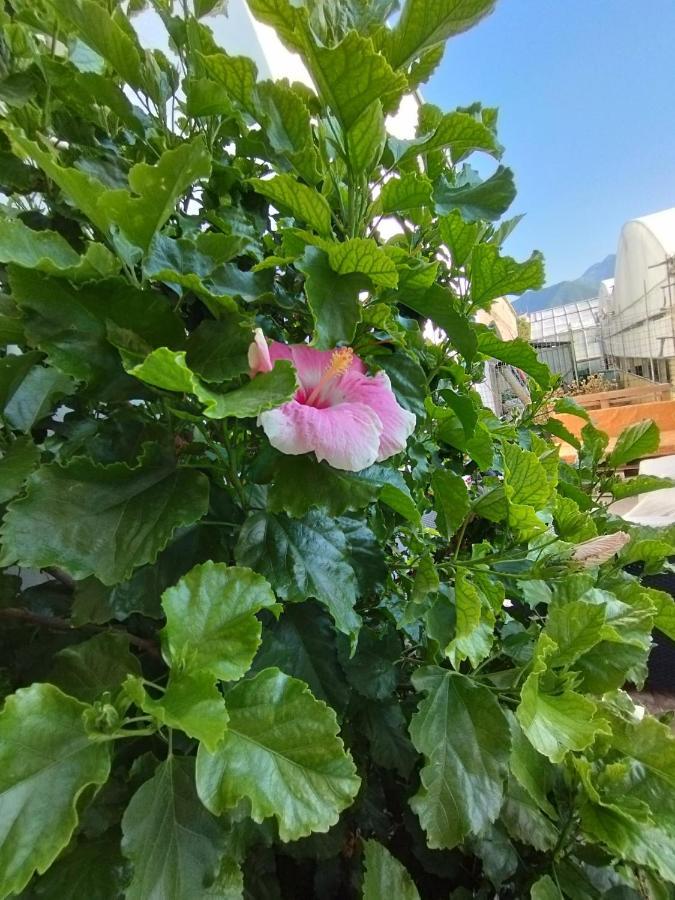 Apartamento Hibiscus Castellammare di Stabia Exterior foto